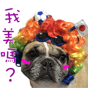 French Bulldog Fat bubble 2