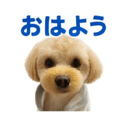 yuzuki_20251008200438