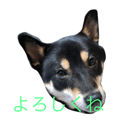 A stamp that can use cute Rai kun