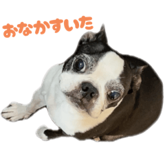 shio_20251008151037