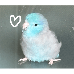 太平洋鸚鵡 小心小瓜