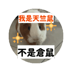 天竺鼠貼圖（放大字貼圖包）