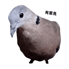 可愛貓咪和鳥