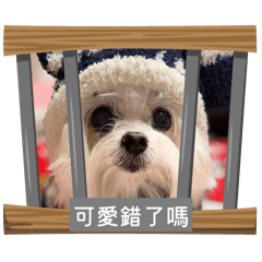 樂樂的奴才是我