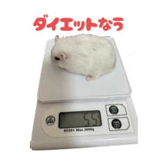 hamster333