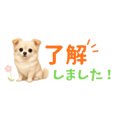 Tiny Chihuahua: Soft & Polite Emoji Set