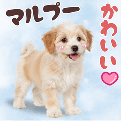 いつでも使える♡マルプーのスタンプ