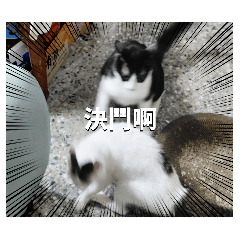黑白鬍日常～