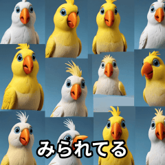 Colorful Parrots Everyday!