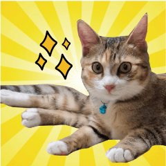 可愛可愛小福福