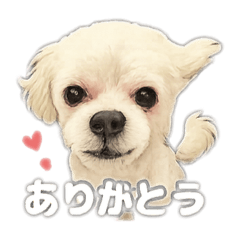 Suzu_20251009172515