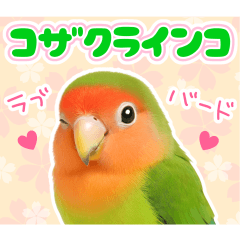 コザクラインコの日常.