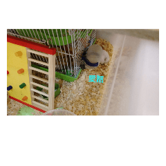 Hamsters cute