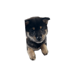 hima0813_20251009185521