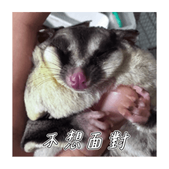 蜜袋鼯貼圖皮皮和孩子第二彈！