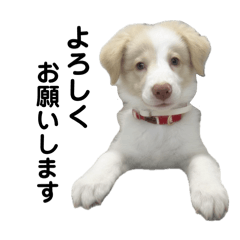 sakura_20251009184821