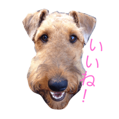 Kelly the Airedale