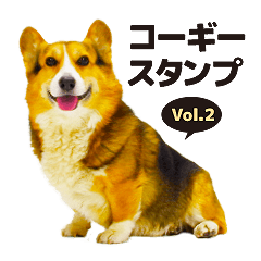 Welsh Corgi KOTAROU 2