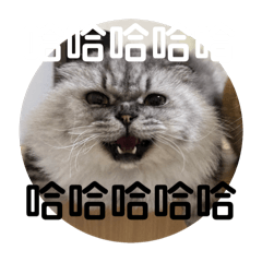 五隻貓咪的日常