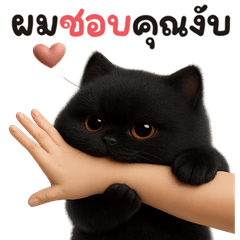 มะเหมียว สีดำ