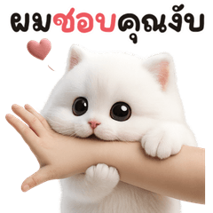 มะเหมียว สีขาว