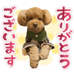 Cool toy poodle boy