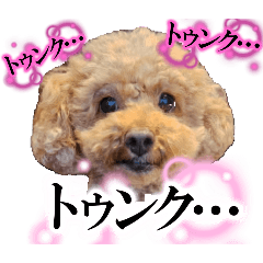 Toy poodle poohchan