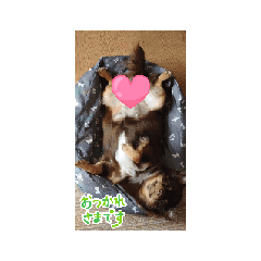 longcoatchiwawa