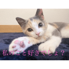 Sikakudaisuki_20251010092453