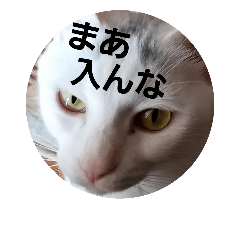 happy cats sticker (6)