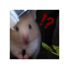 hamuhamu_20251010133353