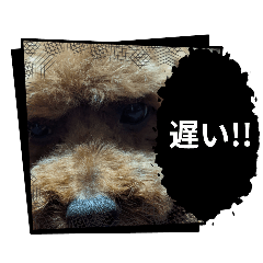 bibitan_20251010144841