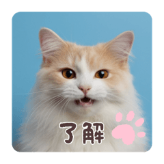 yuka_20251010145203