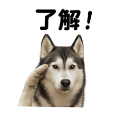 Siberian Husky 2 Real