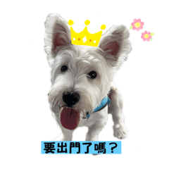 金花王子語錄
