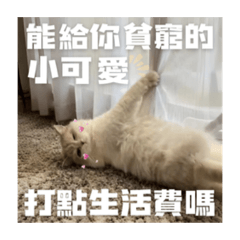 【小咪同學｜撒嬌討錢篇】