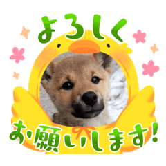 Sayuri_20251010141745