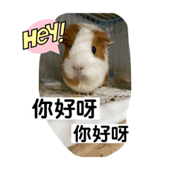 天竺鼠—咪醬     貼圖