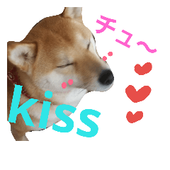 shibainu9