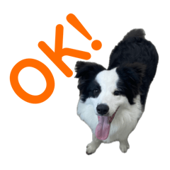 orange_20251009211612