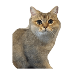 Jessica_20251010140052