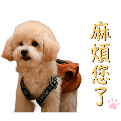 茶杯貴賓迪迪＜日常用語＞