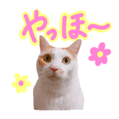 My cat Chobi's LINE stickers