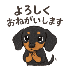 Cute_Dachshund