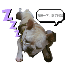 你好：我叫皮皮