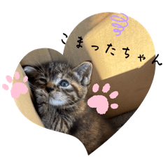 cocoa_20251010203031