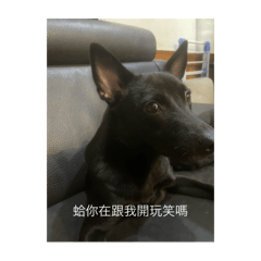 張可樂小可愛