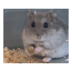 hamuhamu_20251011135429