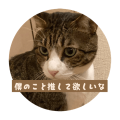 panda_20251011105025