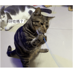 八卦魂
